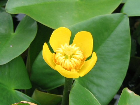 Nuphar subintegerrimum