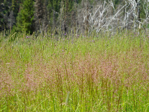 Deschampsia caespitosa