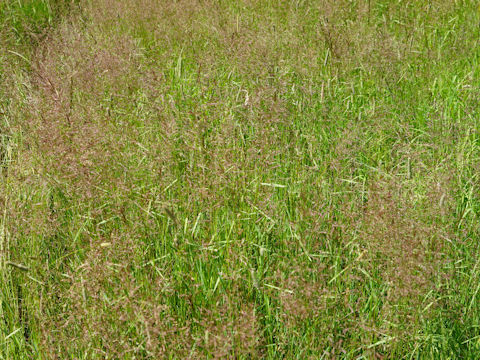 Deschampsia caespitosa