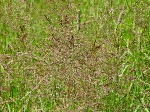 Deschampsia caespitosa