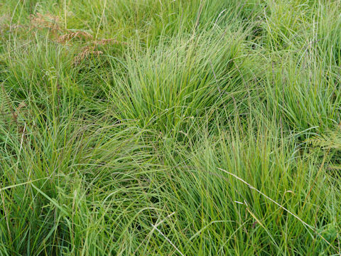 Deschampsia caespitosa