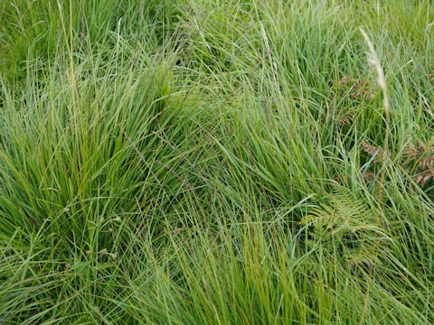 Deschampsia caespitosa