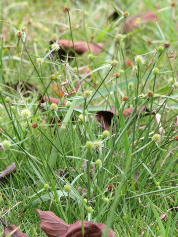 Cyperus brevifolius var. leiolepis