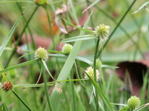 Cyperus brevifolius var. leiolepis