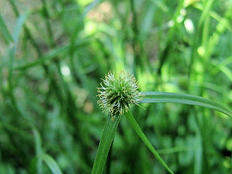 Cyperus brevifolius var. leiolepis