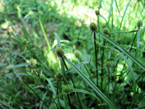 Cyperus brevifolius var. leiolepis