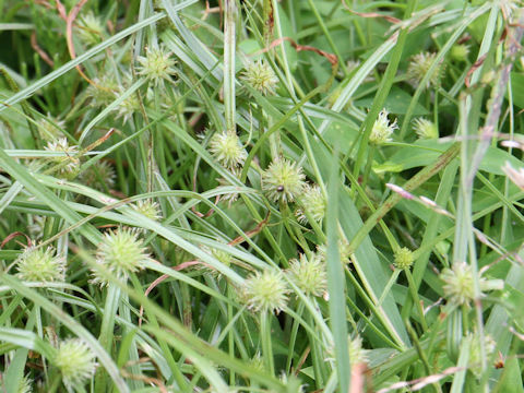 Cyperus brevifolius var. leiolepis