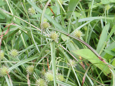 Cyperus brevifolius var. leiolepis