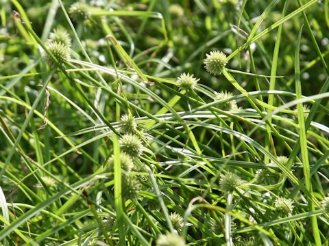 Cyperus brevifolius var. leiolepis