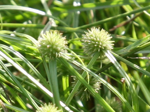 Cyperus brevifolius var. leiolepis