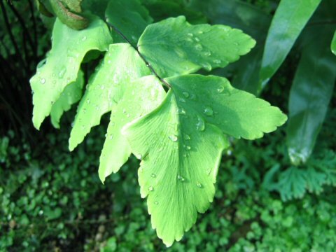 Adiantum macrophyllum