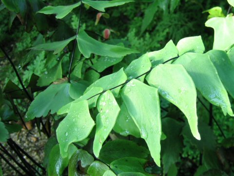 Adiantum macrophyllum