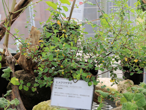 Berchemia lineata
