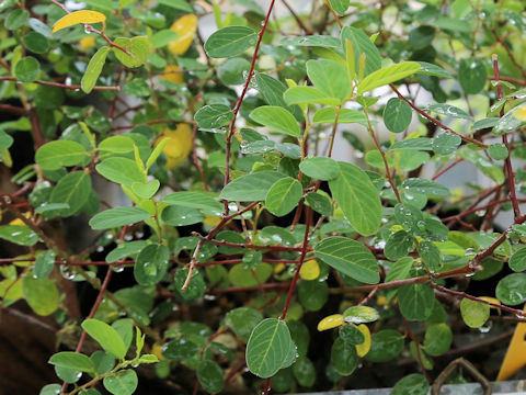Berchemia lineata