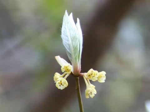 Lindera lancea