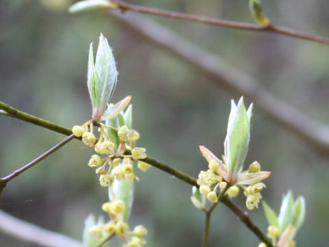 Lindera lancea