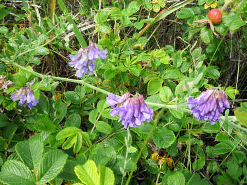 Vicia japonica