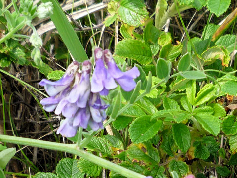 Vicia japonica