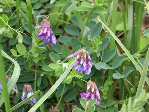 Vicia japonica