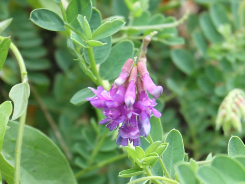Vicia japonica