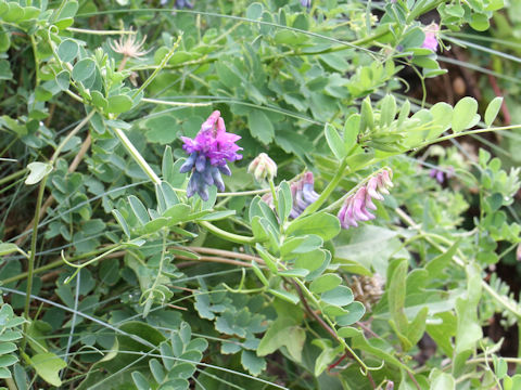 Vicia japonica