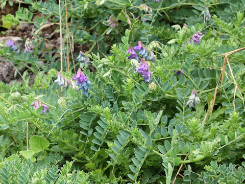 Vicia japonica
