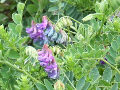 Vicia japonica