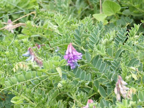 Vicia japonica