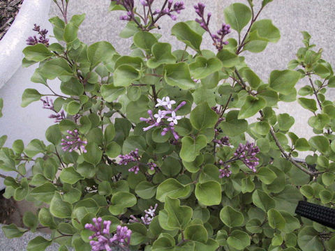 ヒメライラック (Syringa microphylla)