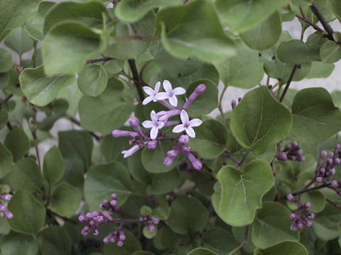 Syringa microphylla