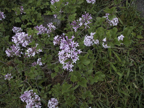 Syringa microphylla