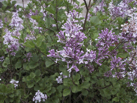 Syringa microphylla