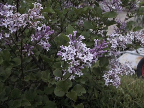 Syringa microphylla