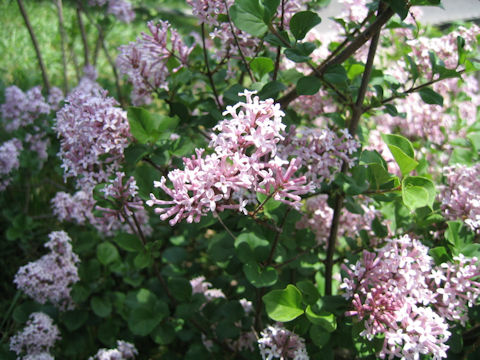 Syringa microphylla