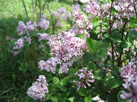Syringa microphylla