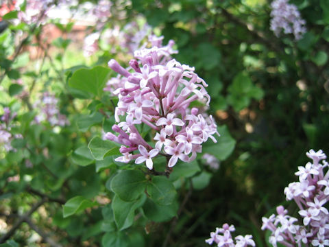 Syringa microphylla