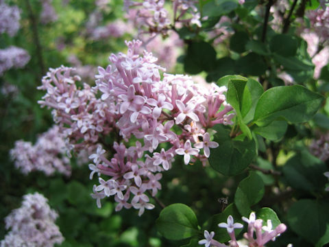 Syringa microphylla