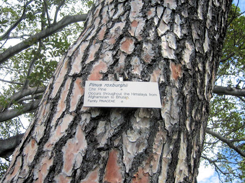 Pinus roxburghii