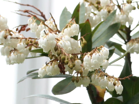 Pieris formosa