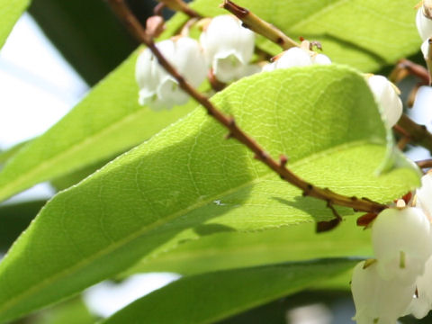 Pieris formosa