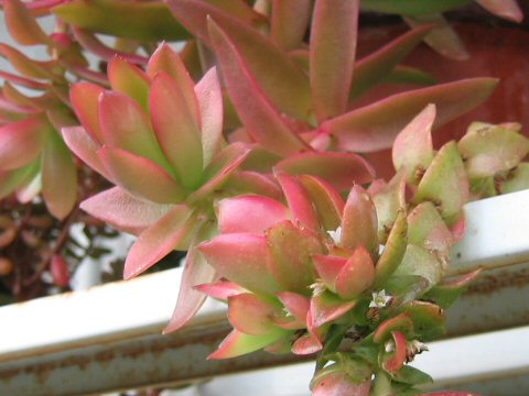 Crassula erosula cv. Campfire