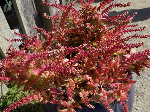 Crassula erosula cv. Campfire