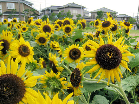 Helianthus annuus