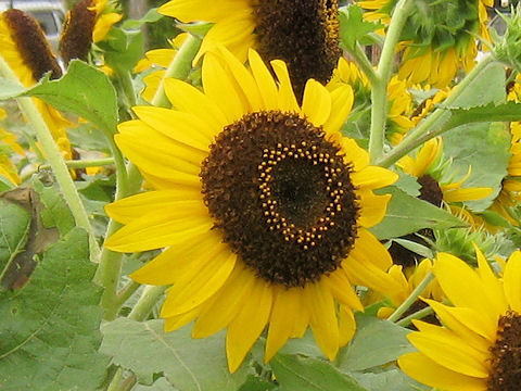 Helianthus annuus