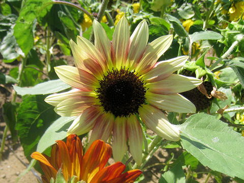 Helianthus annuus