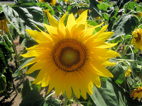 Helianthus annuus