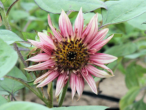 Helianthus annuus