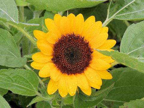 Helianthus annuus