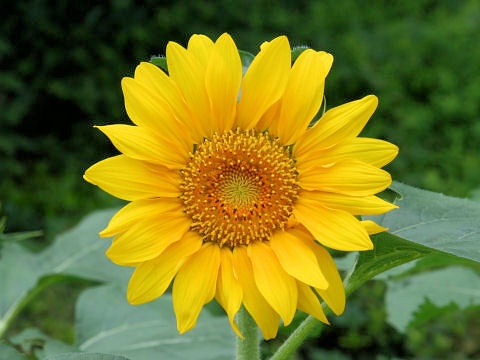 Helianthus annuus