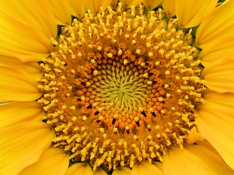 Helianthus annuus